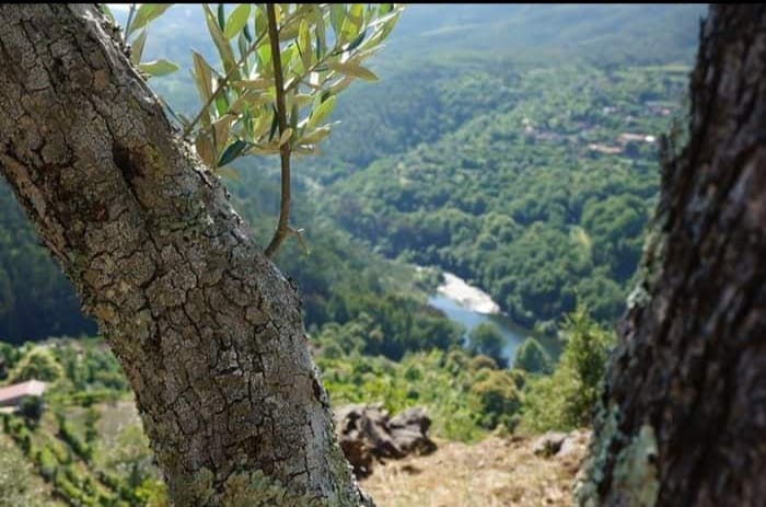 Oliveira com vista para o vale e o Tâmega